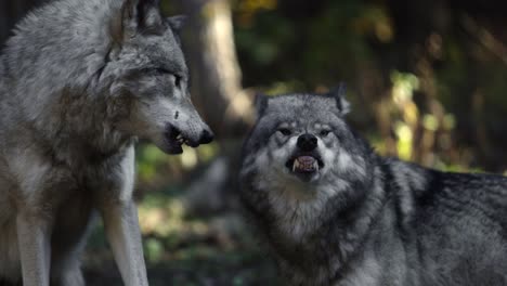 Timberwölfe-Schnappen-Aggressiv-Nach-Einander-Und-Zeigen-Reißzähne-Slomo-Epos