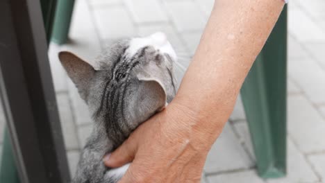 happy cat being stroked