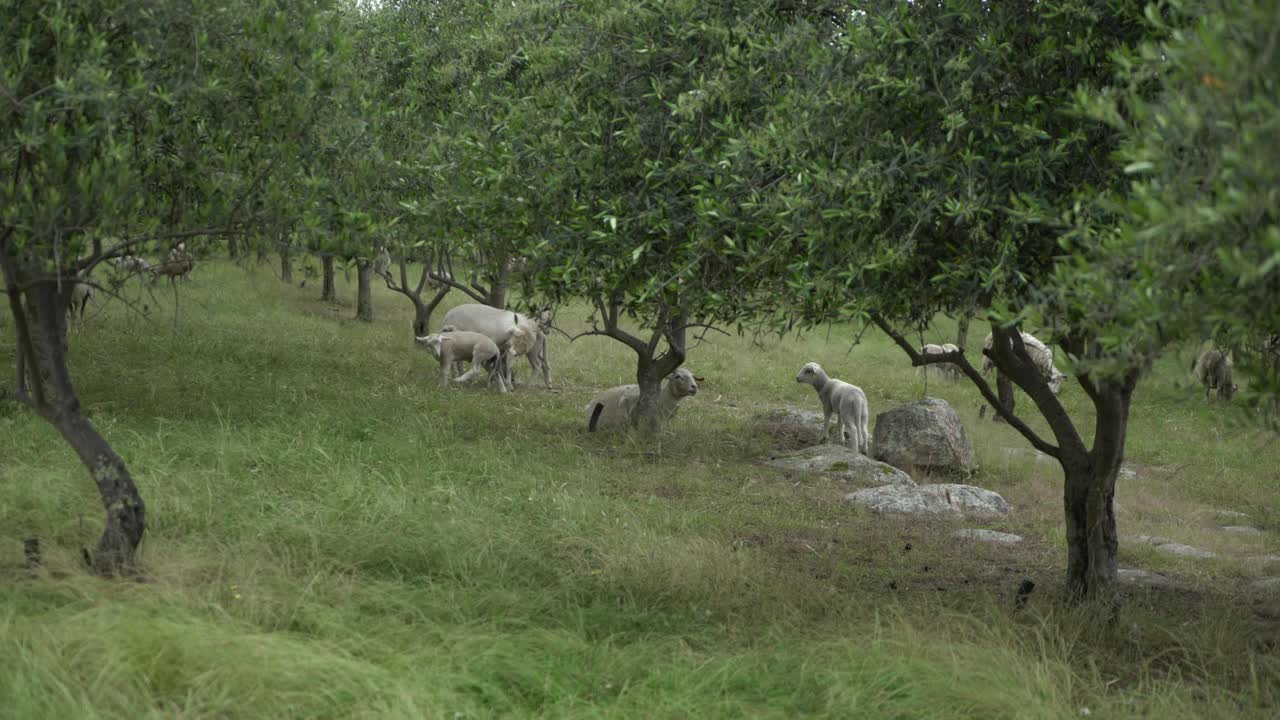carnero relajándose bajo el olivo en un día ventoso con corderos caminando