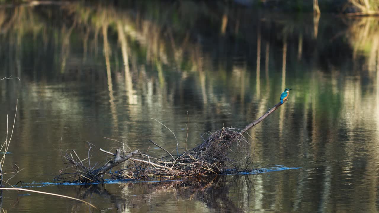 일반적인 물총새는 음식과 둥지를 찾고 강 근처의 나뭇가지에 앉아 있다