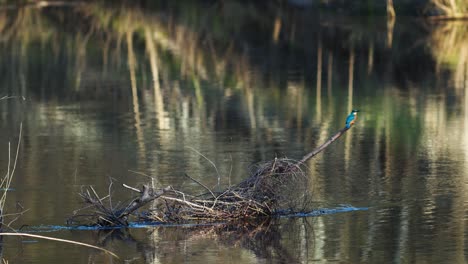 El-Martín-Pescador-Común-Está-Sentado-En-Las-Ramas-Cerca-Del-Río-Buscando-Comida-Y-Nido