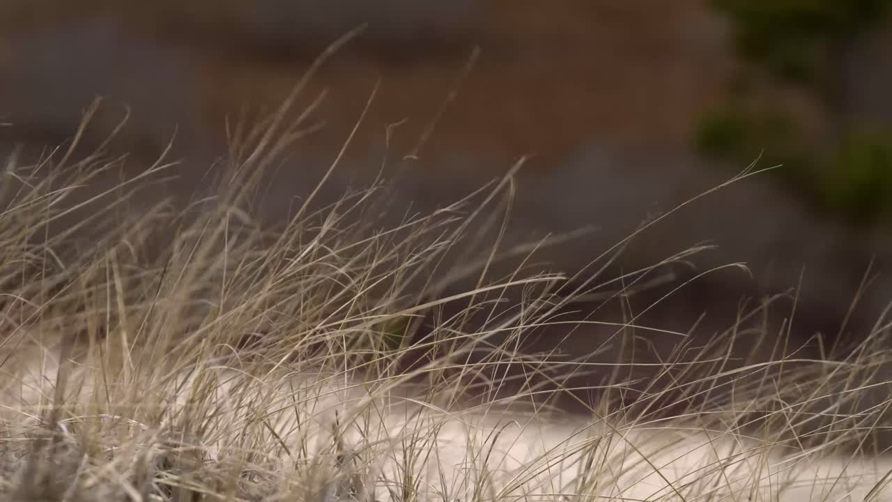 프로빈스타운, 엄마