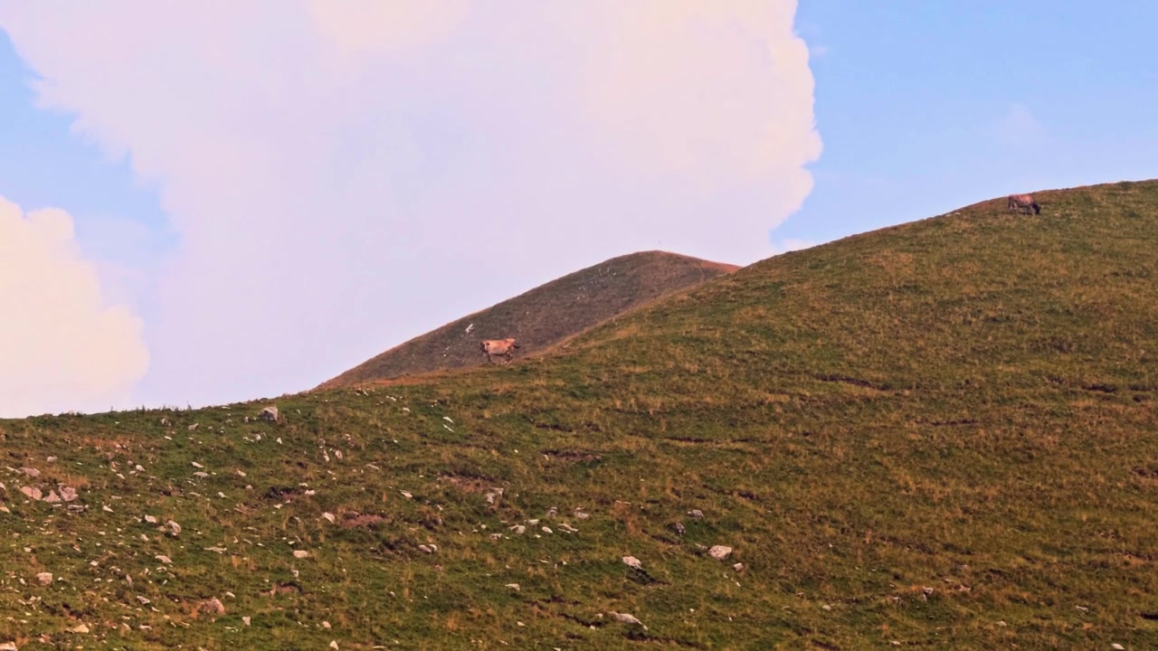 Panoramisk udsigt over en stor grøn bjerggræsgang, hvor flere køer græsser fredeligt under en delvist skyet himmel i de italienske alper.