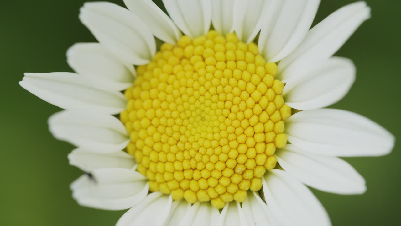 macro shot del fiore di un fiore di marguerite che cresce in un giardino