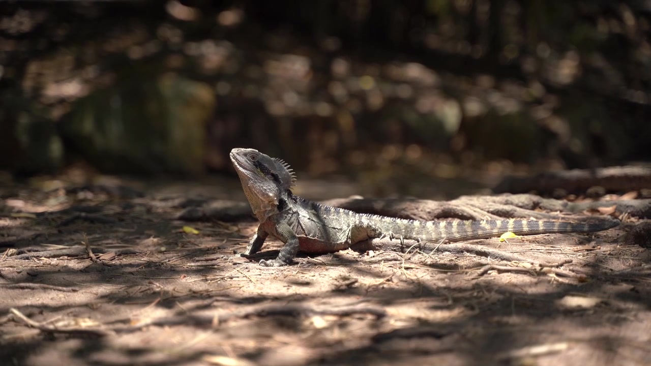 Dragón de agua australiano oriental (lagarto) al sol