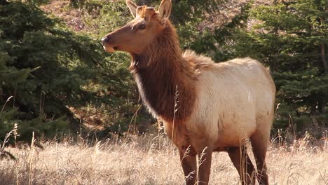 shaggy stag wapiti elk without antlers eats dry grass in sunny meadow