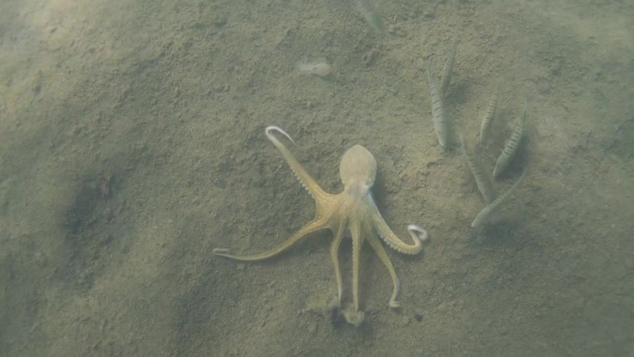 Pulpo mimetizándose con la vegetación marina circundante en el fondo del océano, demostrando camuflaje natural en su hábitat