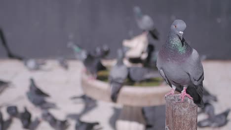 close-up of a pigeon standing on a post with a flock of pigeons in the background