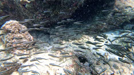 School-of-small-fishes-swimming-under-the-big-stony-rocks-reefs,-nice-slip-through-sun-rays-above