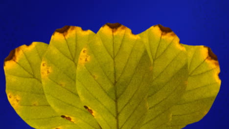 animation of yellow autumn leaves on blue background