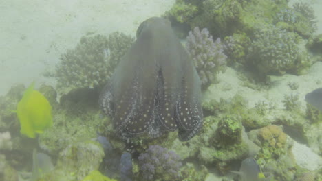 Pulpo-Luchando-Contra-Otros-Peces-En-Una-Batalla-De-Supervivencia-En-El-Mar-Rojo