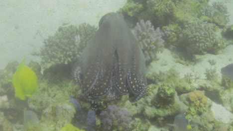 pulpo luchando contra otros peces en una batalla de supervivencia en el mar rojo