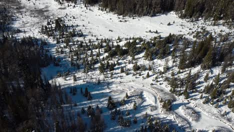 Prado-En-El-Bosque-Cubierto-De-Nieve