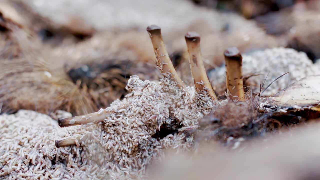 Makro-time lapse som fokuserer på blottlagte ribbein på et villsvin i forråtnelse. Intens aktivitet av larver som svermer rundt skjelettrester under forråtningsprosessen.