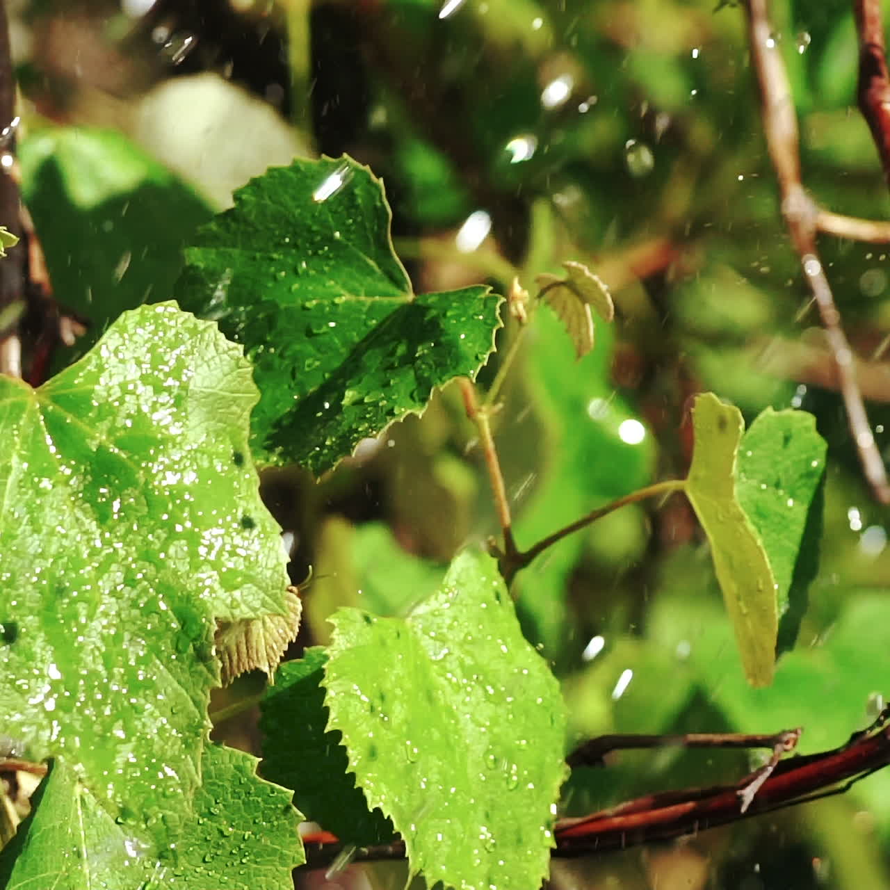 Heavy rain falling on vine leaves. Agricultural Sprinkler. Automatic irrigation system for plants and lawns. Slow motion.
