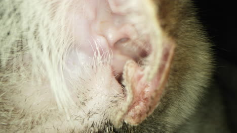 a closer look of a cat's ear - macro shot