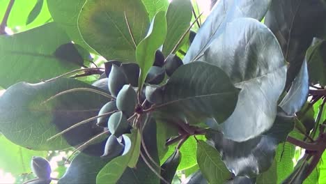 Almonds on the branch blowing in the breeze