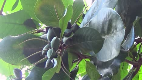 almonds on the branch blowing in the breeze