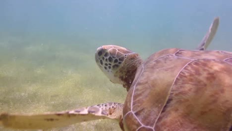 tortuga 32