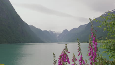 foxgloves by oldevatnet lake in beautiful stryn, norway - wide, static shot