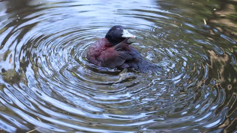un pato limpiándose en el agua