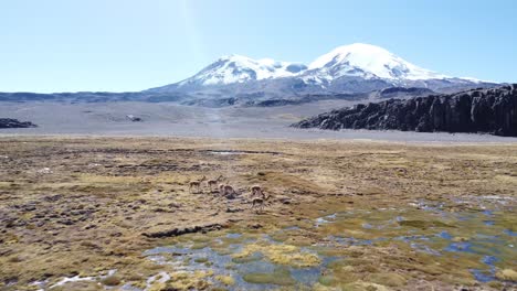 llamas running in wetlands and snowy background