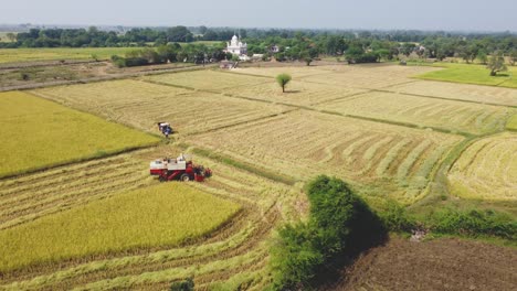 Toma-Aérea-De-Un-Dron-De-Una-Máquina-Cosechadora-En-Un-Campo-De-Arroz-Dorado-En-Un-Pueblo-De-Shivpuri-Madhya-Pradesh,-India