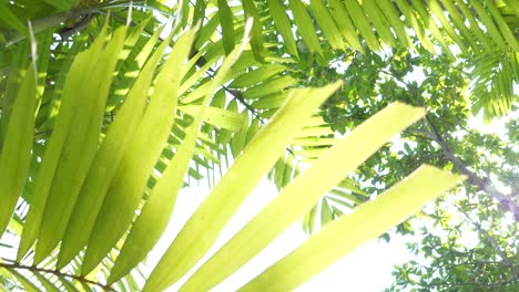Cinematic-panning-shot-of-palmated-fan-leaves-in-tropical-setting