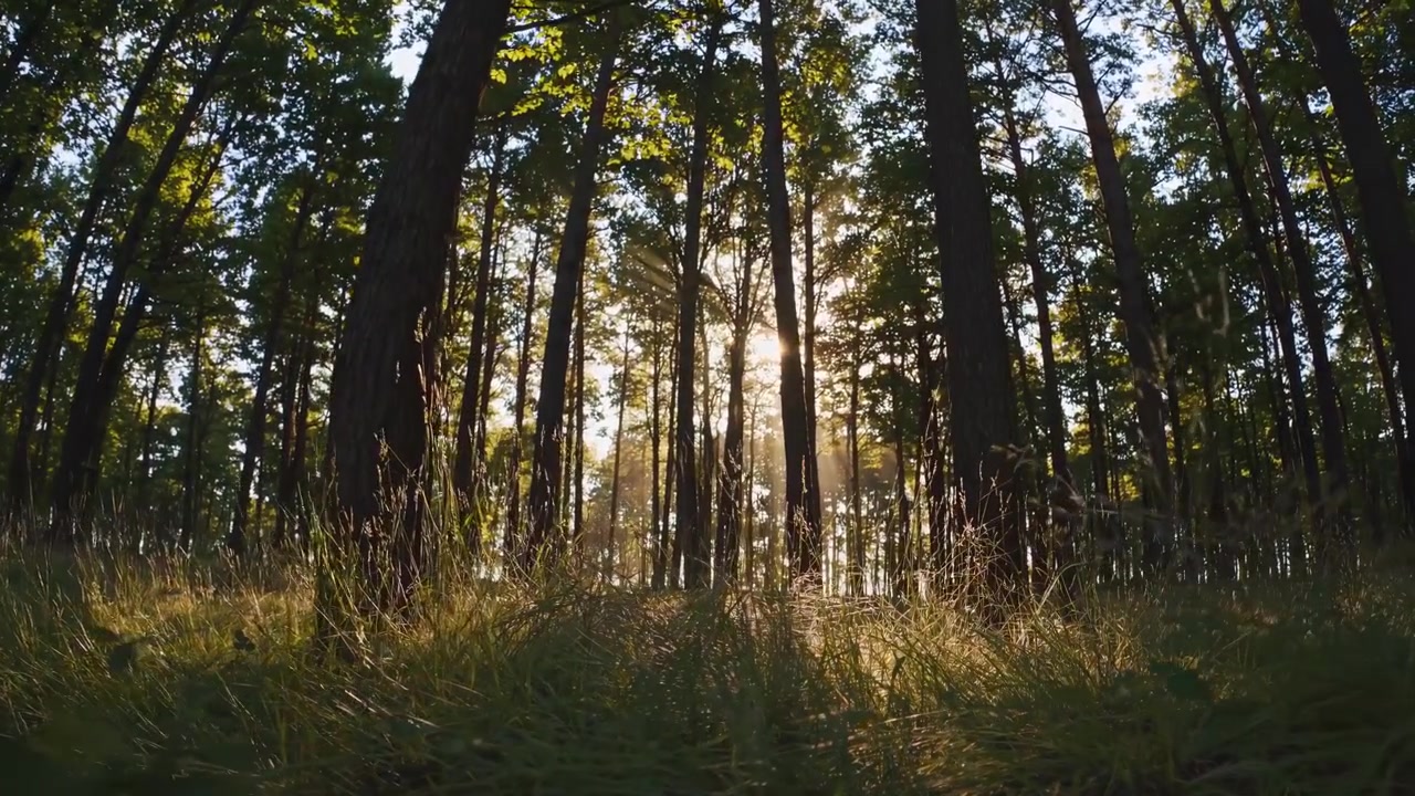 Raggi di sole che filtrano tra gli alberi in una foresta tranquilla