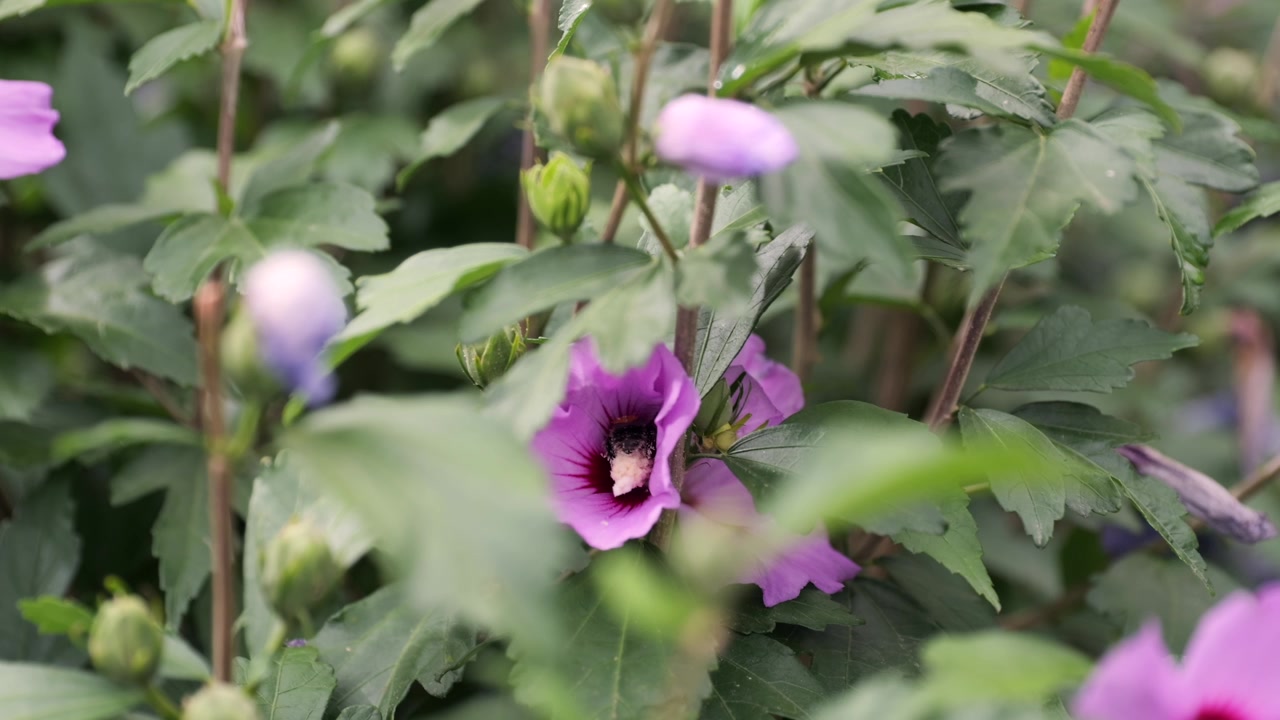 Primo piano ravvicinato ripreso a mano di un'ape che impollina un fiore viola tra morbide foglie verdi.