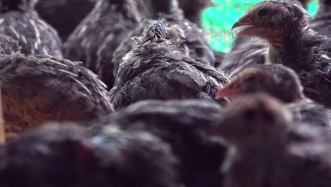 large group of captive birds in a cage