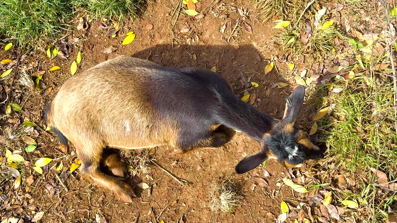 A goat lies peacefully on a sunlit farm in Byron Bay, surrounded by grass and leaves, captured from an aerial perspective