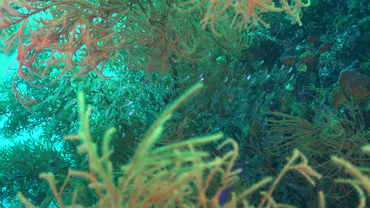 Primo piano di pesce di vetro tra corallo nero inseguito da una cernia corallina.