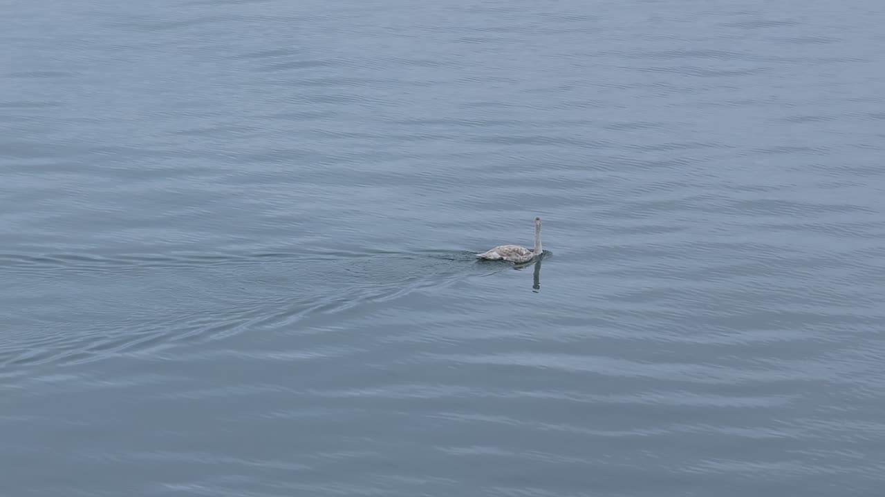 Young Mute swan swimming in Finnish archipelago. Calm seas with slight reflection.