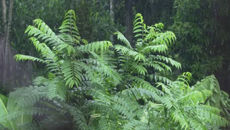 en la temporada de lluvias, el este de la india recibe fuertes lluvias durante la temporada de lluvias