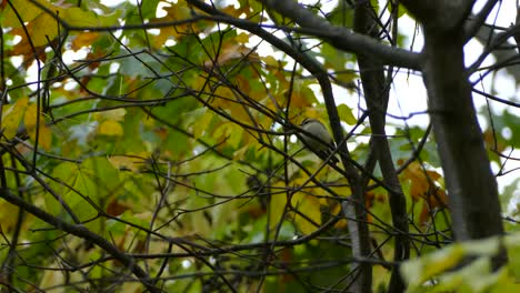 small kinglet bird perched in colourful fall trees, north american songbird