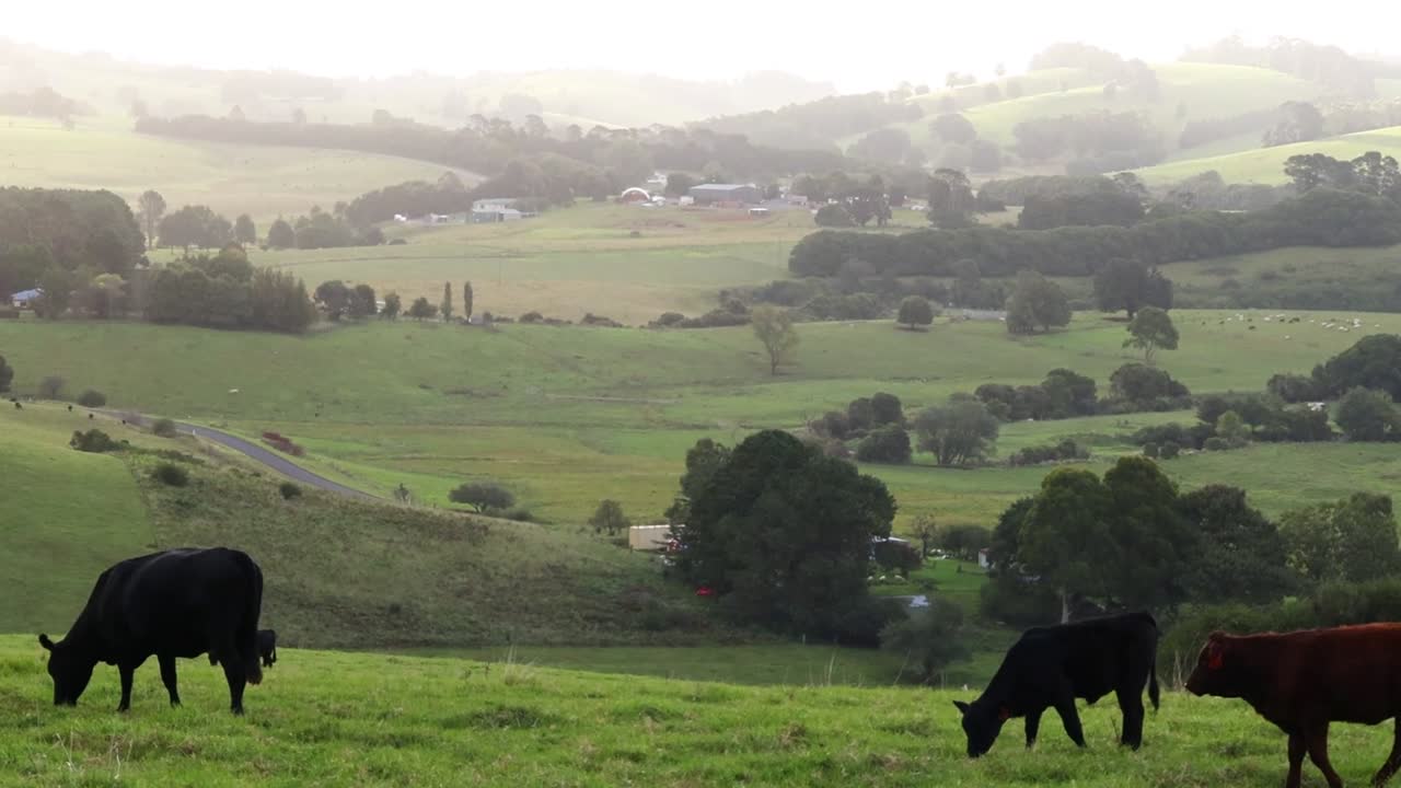 Mucche nere pascolano pacificamente su una collina verdeggiante che si affaccia su una valle rurale nebbiosa