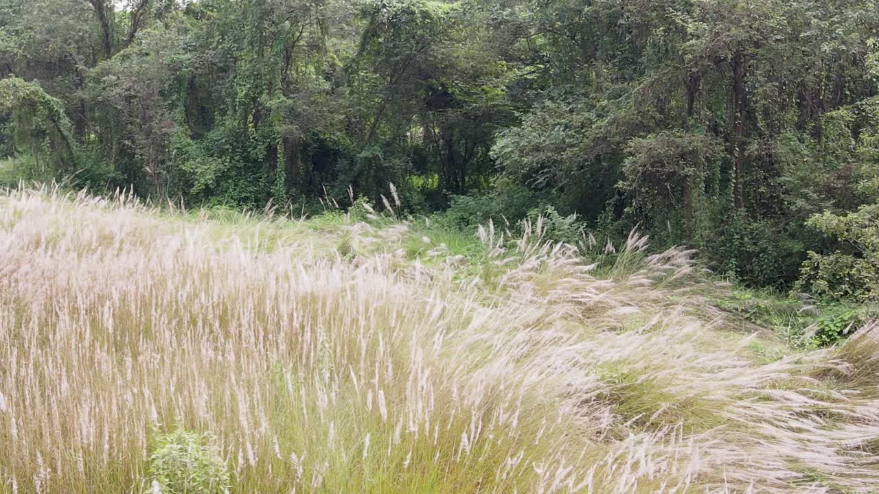 Wind-driven kans grass sways beside a dense Bangladeshi forest edge, creating a bright white-gold field contrasted with deep green woodland foliage