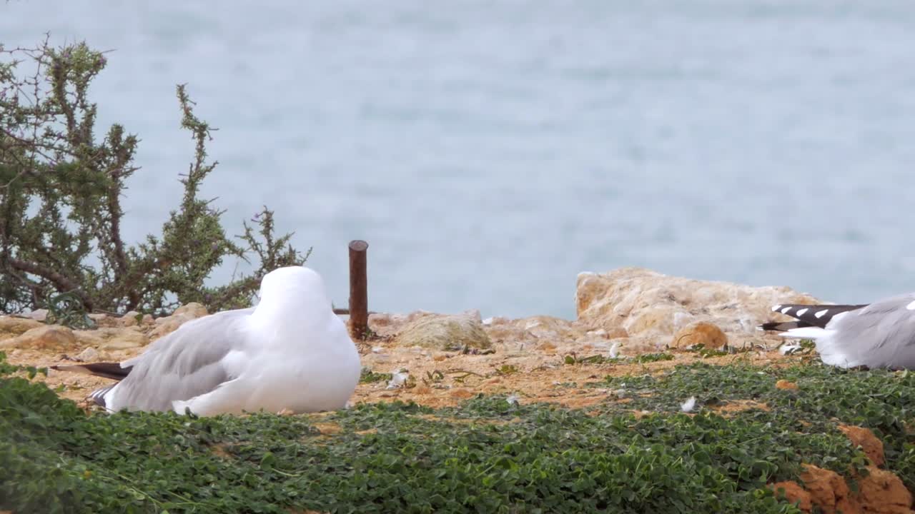 Schwenkaufnahme: Möwen ruhen auf einer Klippe, Ozean im Hintergrund, Portimão