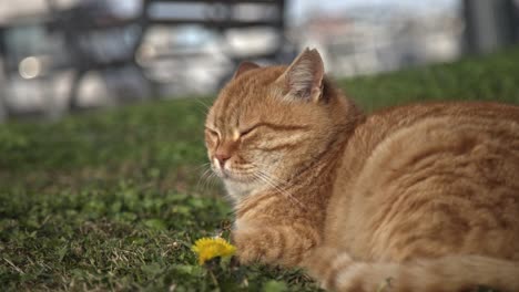 Gelb-orangefarbene-Katze,-Die-Sich-Umschaut-Und-Zeitlupe-4k-Uhd-Spielt