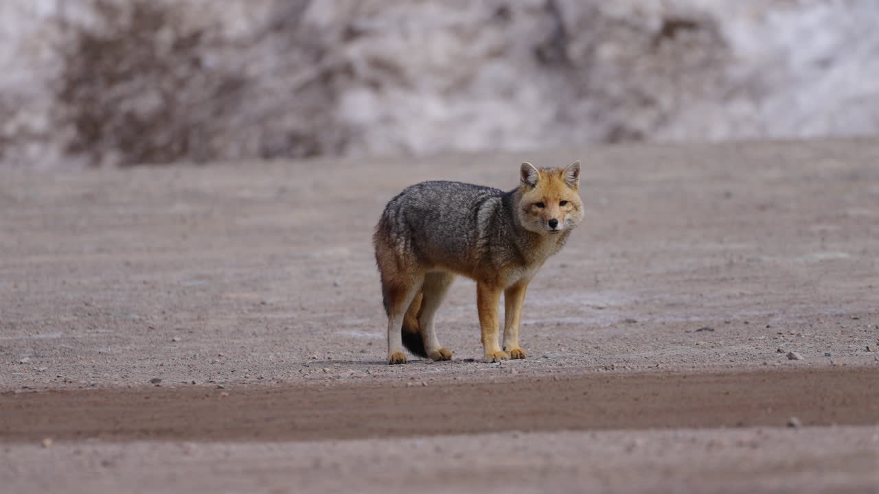zorro solitario de pie en una superficie de arena, mirando a la cámara, vida silvestre animal en argentina, estática, espacio de copia
