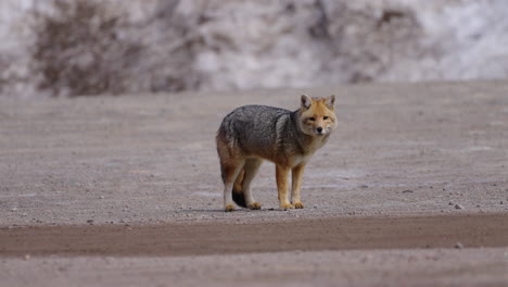 lonely fox standing on a sandy surface, looking at the camera, animal wildlife in argentina, static, copy space