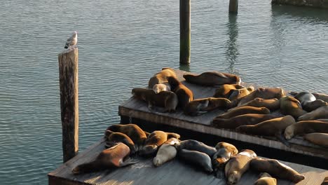 Faule-Seelöwen-Faulenzen-Bei-Sonnenuntergang-Auf-Den-Docks