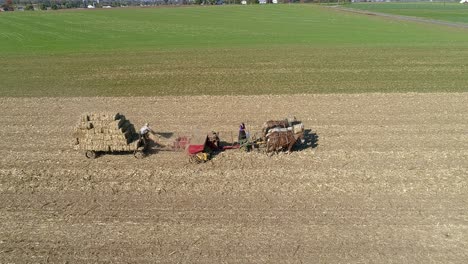 Vista-Aérea-De-Un-Hombre-Y-Una-Mujer-Amish-Cosechando-Tallos-De-Maíz-Y-Achicando-En-Plazas-Con-Equipo-Tirado-Por-Caballos-En-Un-Soleado-Día-De-Otoño