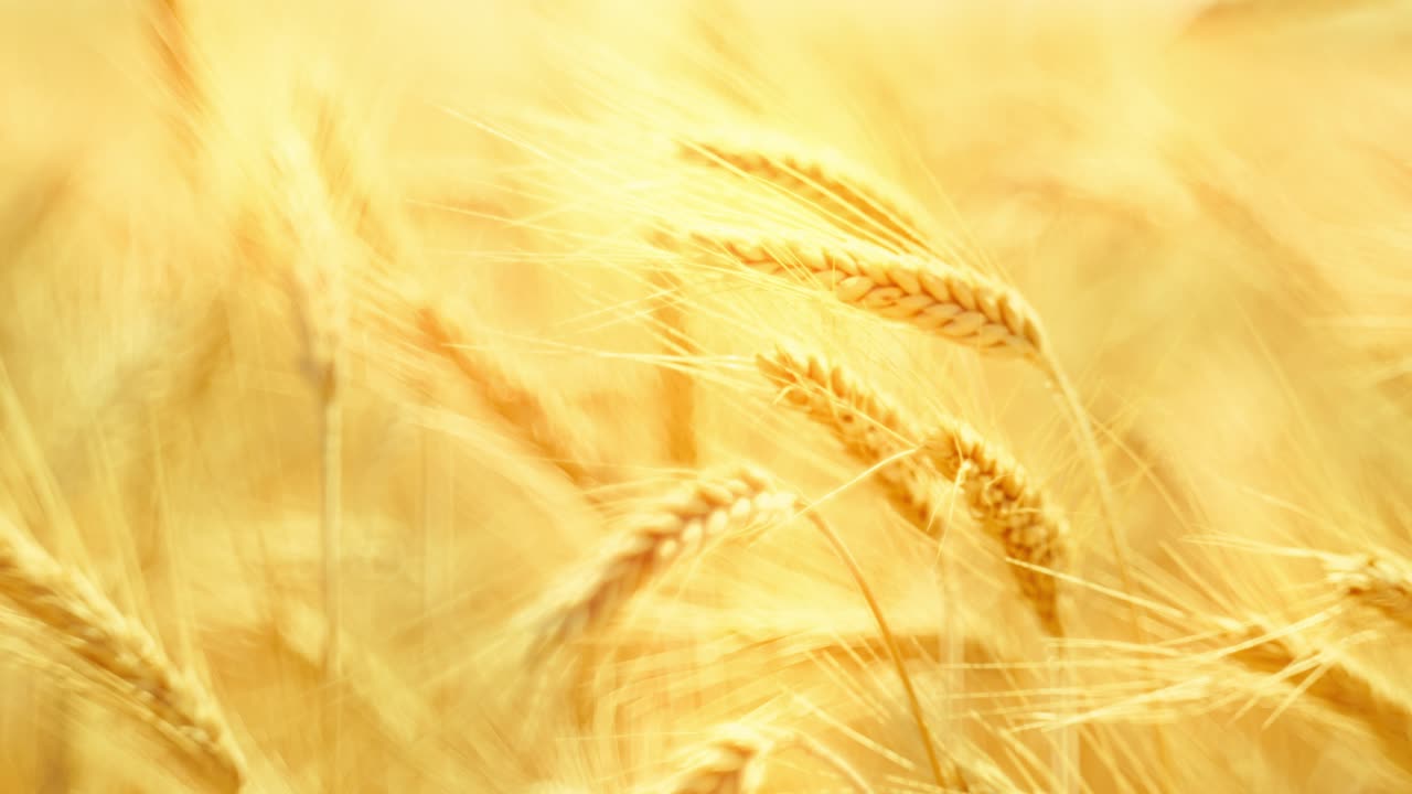 Golden wheat ears swaying in warm sunlight, symbolizing harvest, nature's abundance, and the serenity of a summer field at sunset. Close-up with beautiful soft focus. Cinematic.