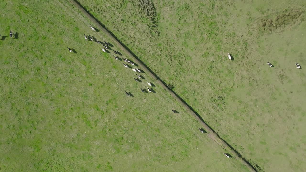 들판 반대편을 향해 달리는 소 떼의 조감도