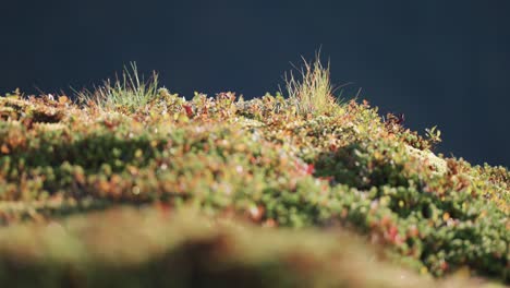 Grass,-moss,-lichen,-and-tiny-plants-covering-the-ground-are-lit-by-the-morning-sun