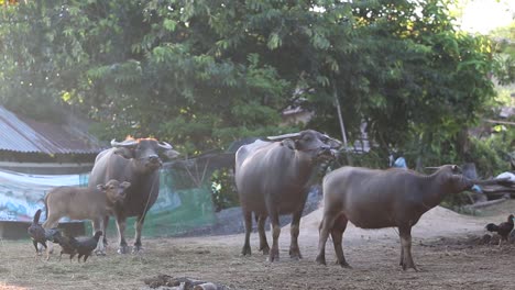 Buffalo
,-Thailand