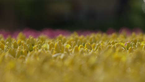 Enfoque-Lento-En-Rack-De-Atrás-Hacia-Adelante,-A-Través-De-Un-Campo-De-Tulipanes-Amarillos-Cubiertos-De-Rocío-De-La-Mañana