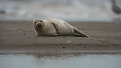 close up for a harbor seal napping on a sandy beach then yawning and nodding off again, slow motion